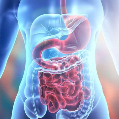 Supports Fat Digestion